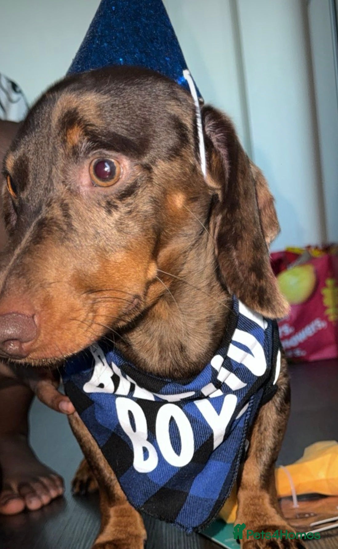 Dachshund dogs Sweetest jedi - Advert 2