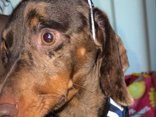 Dachshund dogs Sweetest jedi - Advert 2