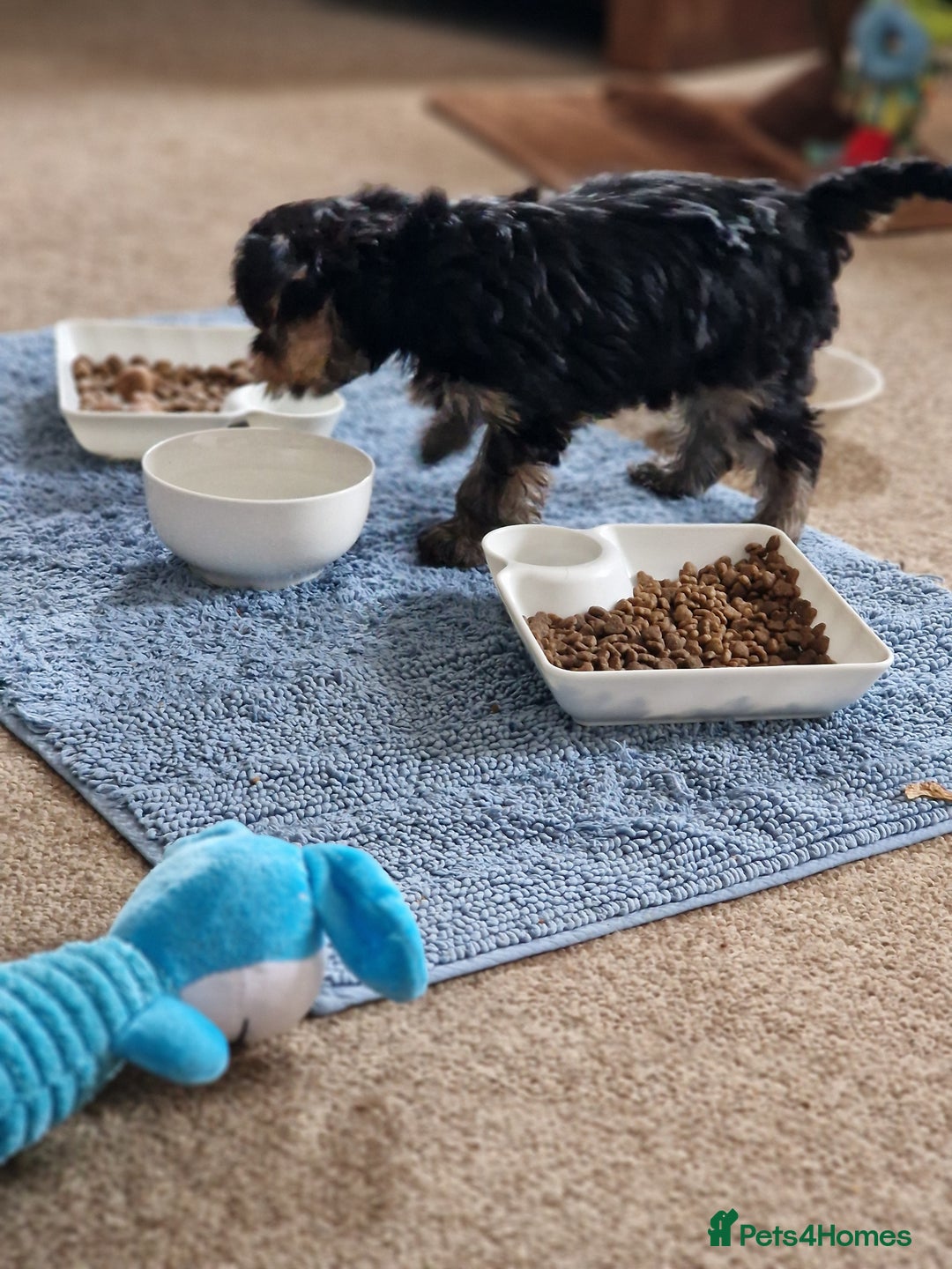 Yorkshire Terrier dogs for sale: Hello we got 2gorgeous puppies for sale - Advert 19