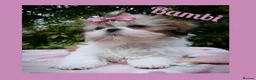 Shih Tzu dogs for sale: Available now - Tiny Imperial Shih tzu puppy Bambi - Advert 5