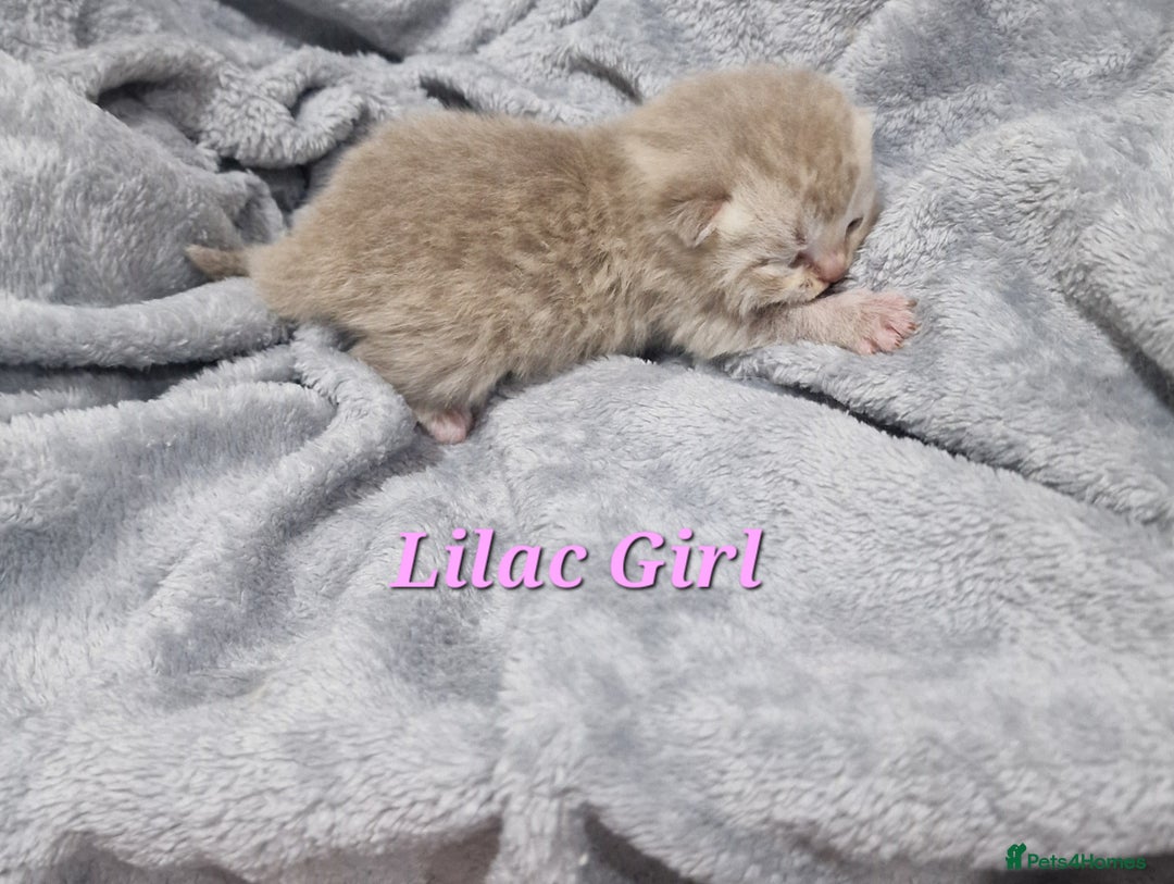 Scottish Fold cats for sale: Stunning TICA Registered Babies in Bolton - Image 20