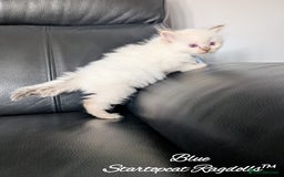 Ragdoll cats for sale: GCCF Pedigree Ragdoll Kittens Champion Lines - Image 12