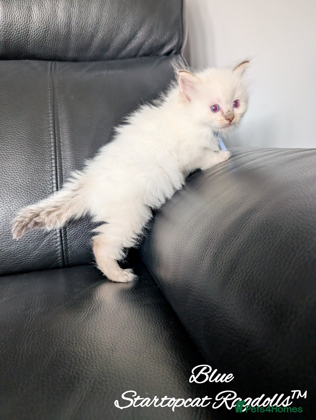 Ragdoll cats for sale: GCCF Pedigree Ragdoll Kittens Champion Lines - Image 12