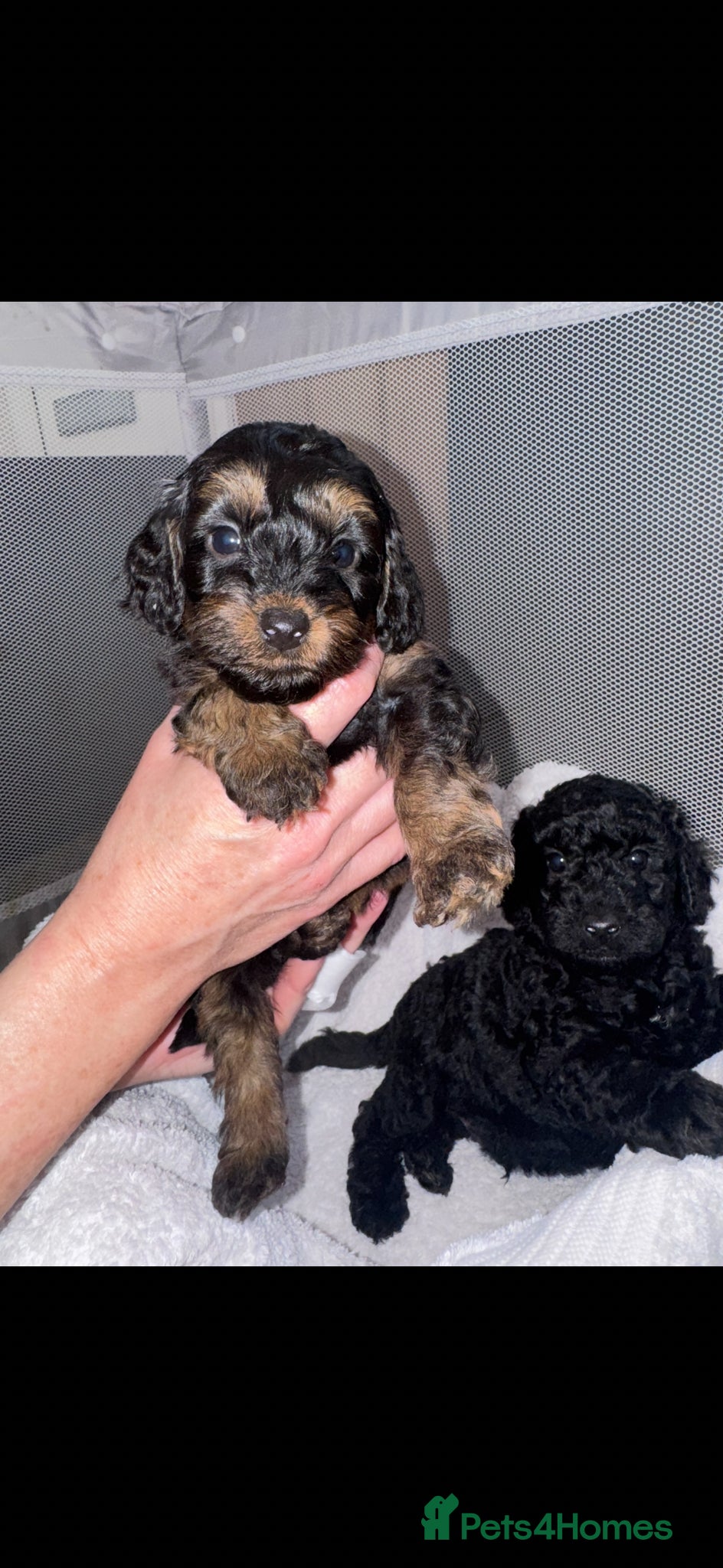 Cockapoo dogs  One Beautiful Miniature Cockapoo  - Advert 10