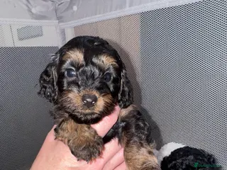 Cockapoo dogs One Beautiful Miniature Cockapoo - Advert 10