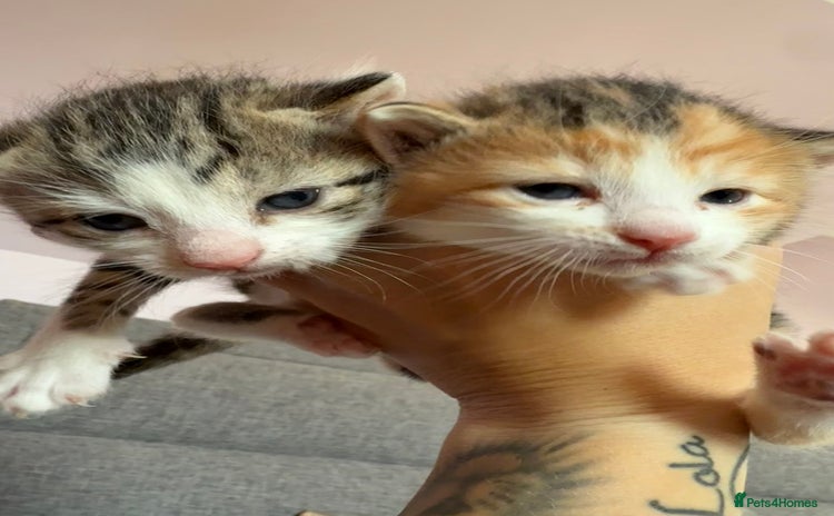 Mixed Breed cats - Advert 2