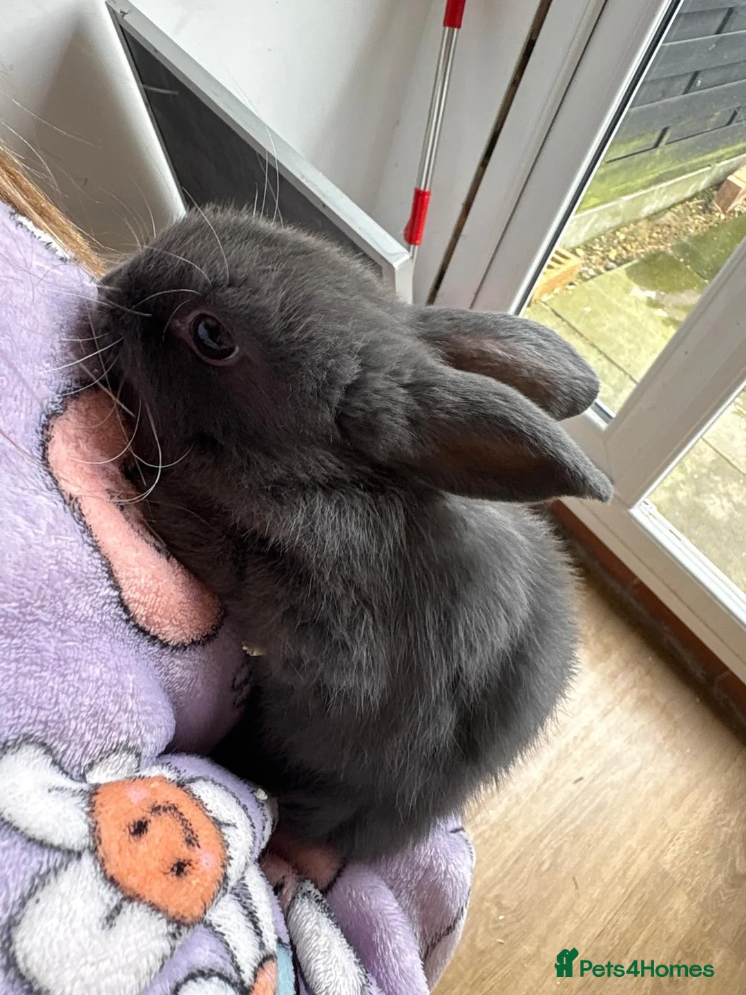 Mini Lop rabbits for sale: Mini lop rabbits in Hull - Advert 4