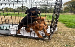 Cocker Spaniel dogs for sale: Working cocker spaniel - champion bloodlines  - Image 30