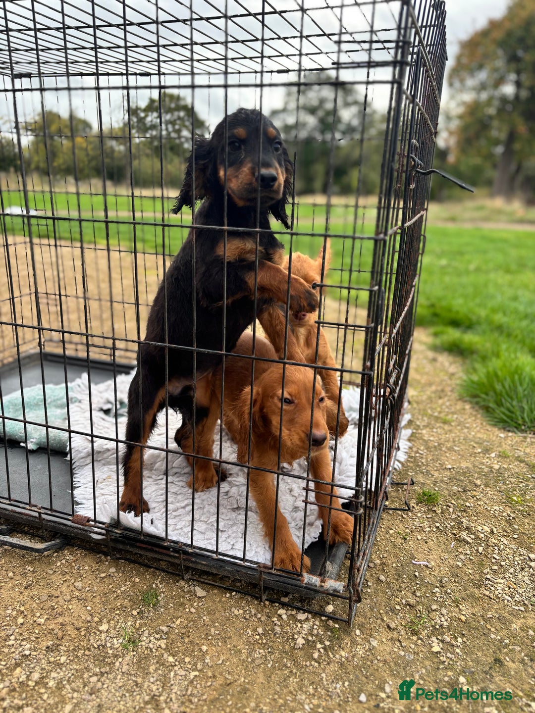 Cocker Spaniel dogs for sale: Working cocker spaniel - champion bloodlines  - Image 30