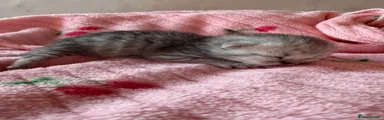 British Shorthair Kitten 1