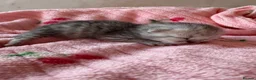 British Shorthair cats for sale: 2 pedigree silver British shorthair kittens  - Advert 11