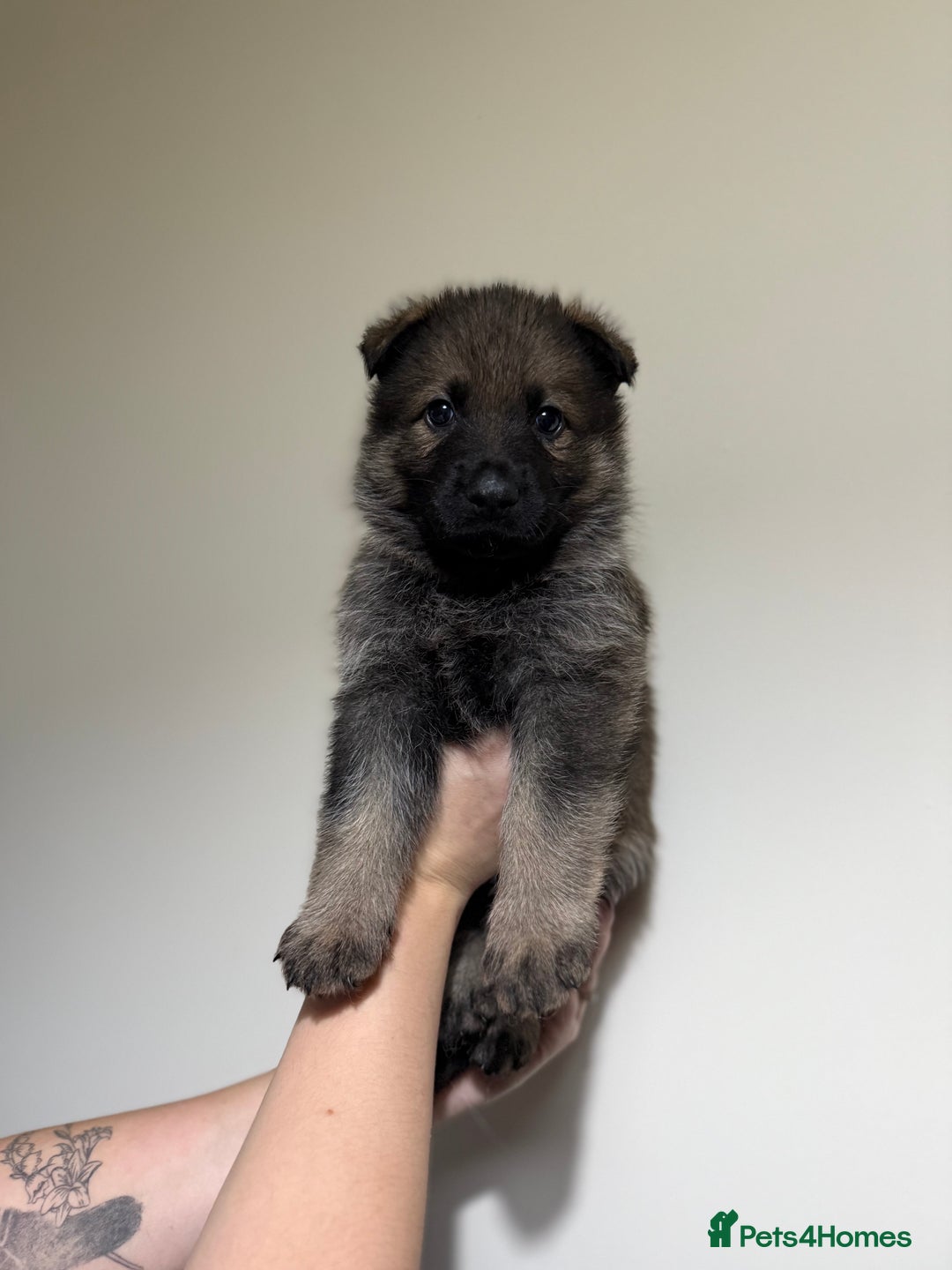 German Shepherd dogs for sale: Beautiful KC German Shepherd Puppies  - Advert 12