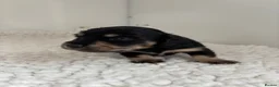 Miniature Dachshund dogs for sale: Ready KC Long-Haired Miniature Dachshund puppies  - Advert 28