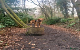 Labrador Retriever dogs for stud: KC Fox Red Lab. 37KG. Proven + strong health tests - Image 1