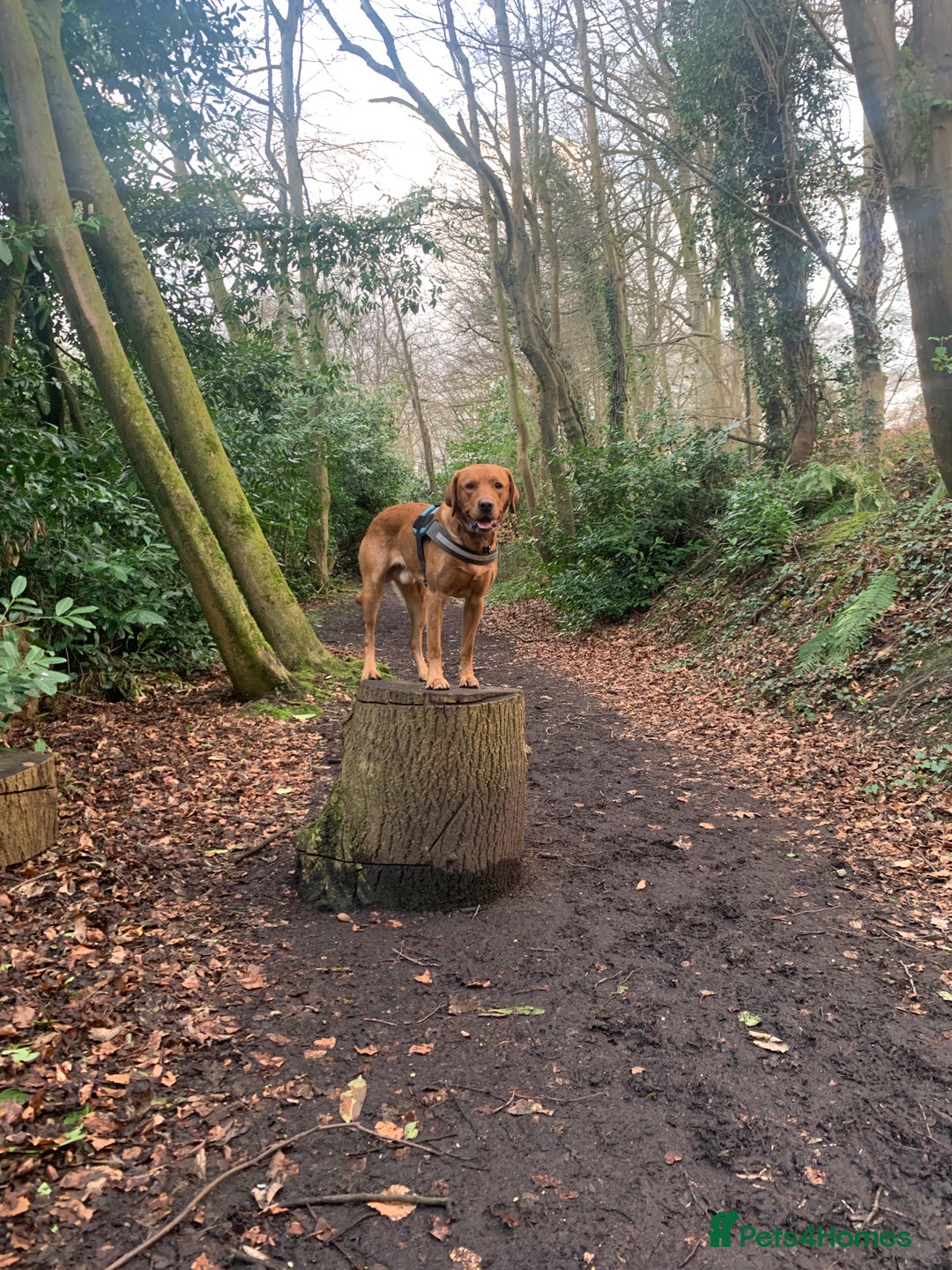 Labrador Retriever dogs for stud: KC Fox Red Lab. 37KG. Proven + strong health tests - Image 1