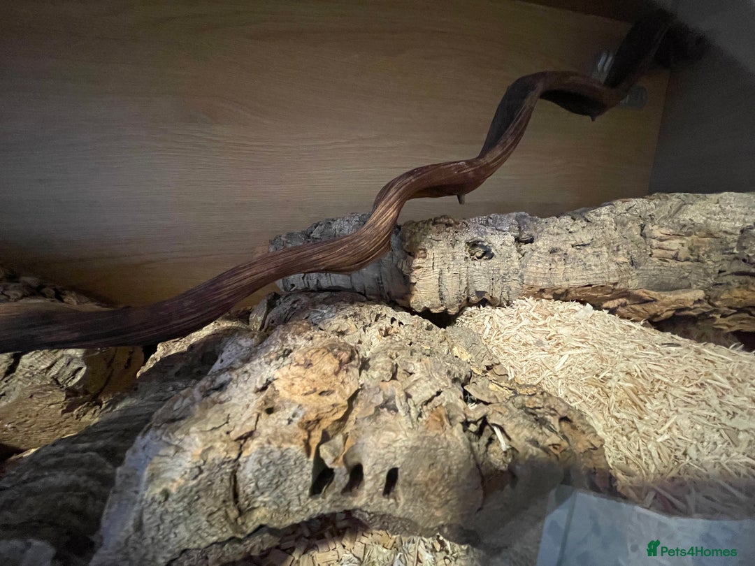 Corn Snake reptiles for sale: Caramel Corn Snake with vivarium  - Advert 4