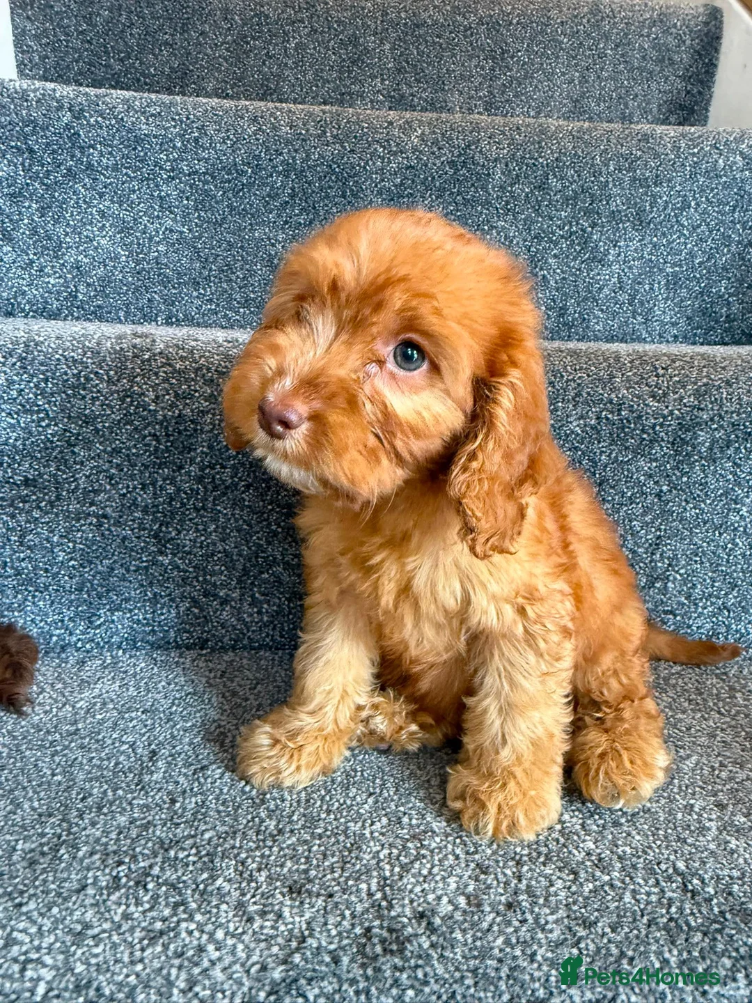 Cockapoo dogs for sale: Cockapoo puppies F1 READY NOW  - Advert 12