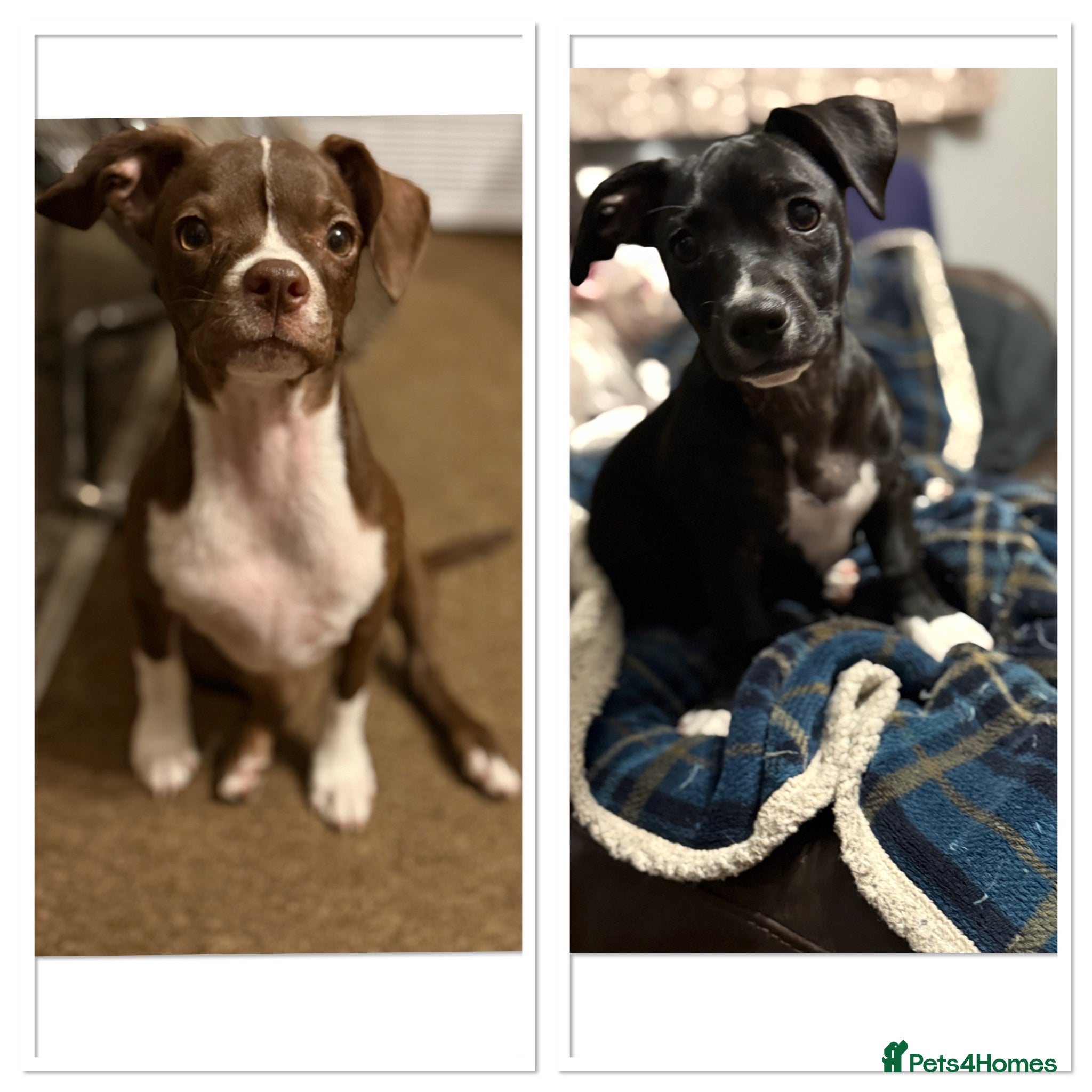 Mixed Breed dogs 20 week old mixed breed  - Advert 1