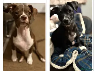 Mixed Breed dogs 20 week old mixed breed - Advert 1