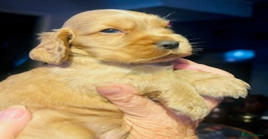 Cocker Spaniel dogs - Advert 1