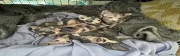 Sphynx cats for sale: Adorable sphinx kittens - Advert 16