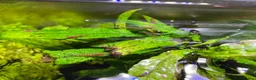 Shrimps fish for sale: Cherry Shrimp for Sale £1 each - Advert 6