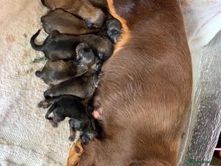 Miniature Dachshund dogs Miniature dashounds - Advert 6