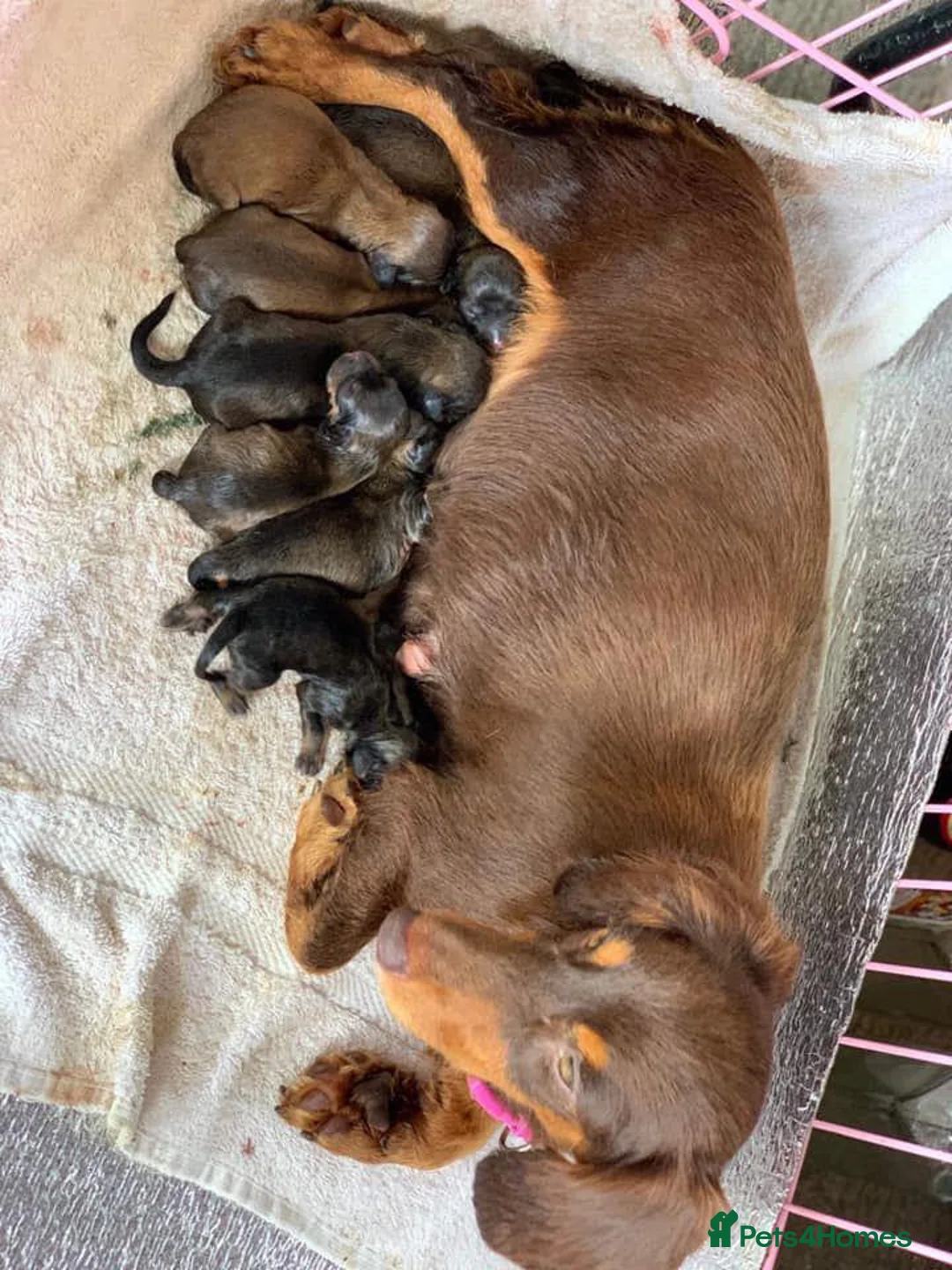 Miniature Dachshund dogs for sale: Miniature dashounds - Advert 1