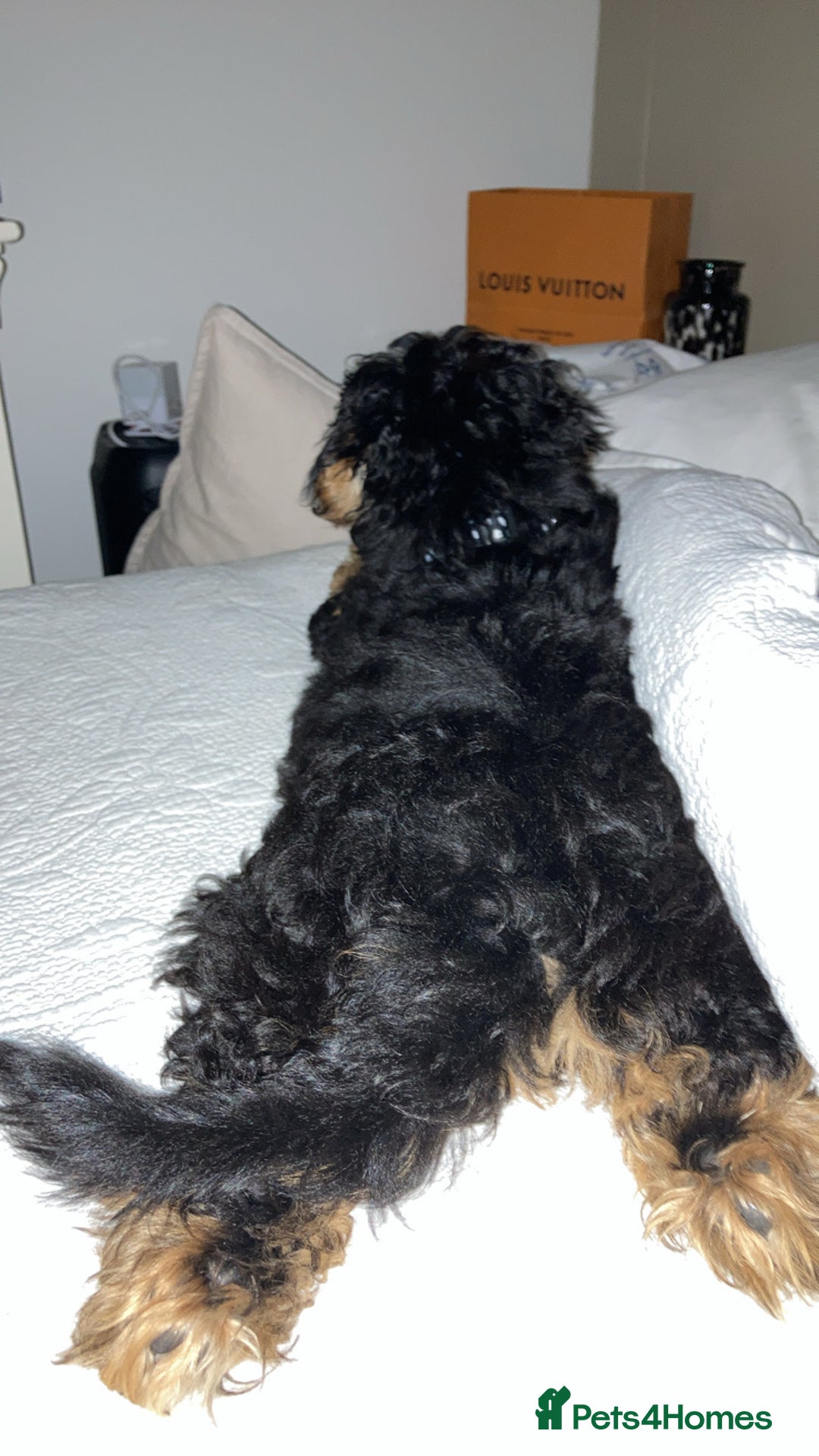 Shihpoo dogs for sale: Chilli The Shihpoo  - Advert 4