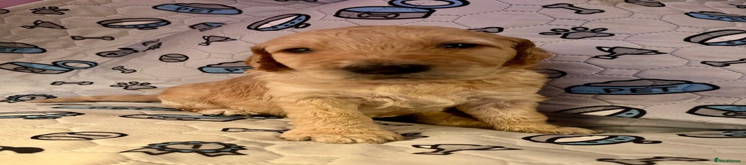 Goldendoodle Puppy 