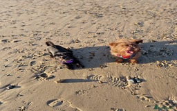 Mixed Breed dogs for sale: Brother and sister MUST stay together  - Image 7