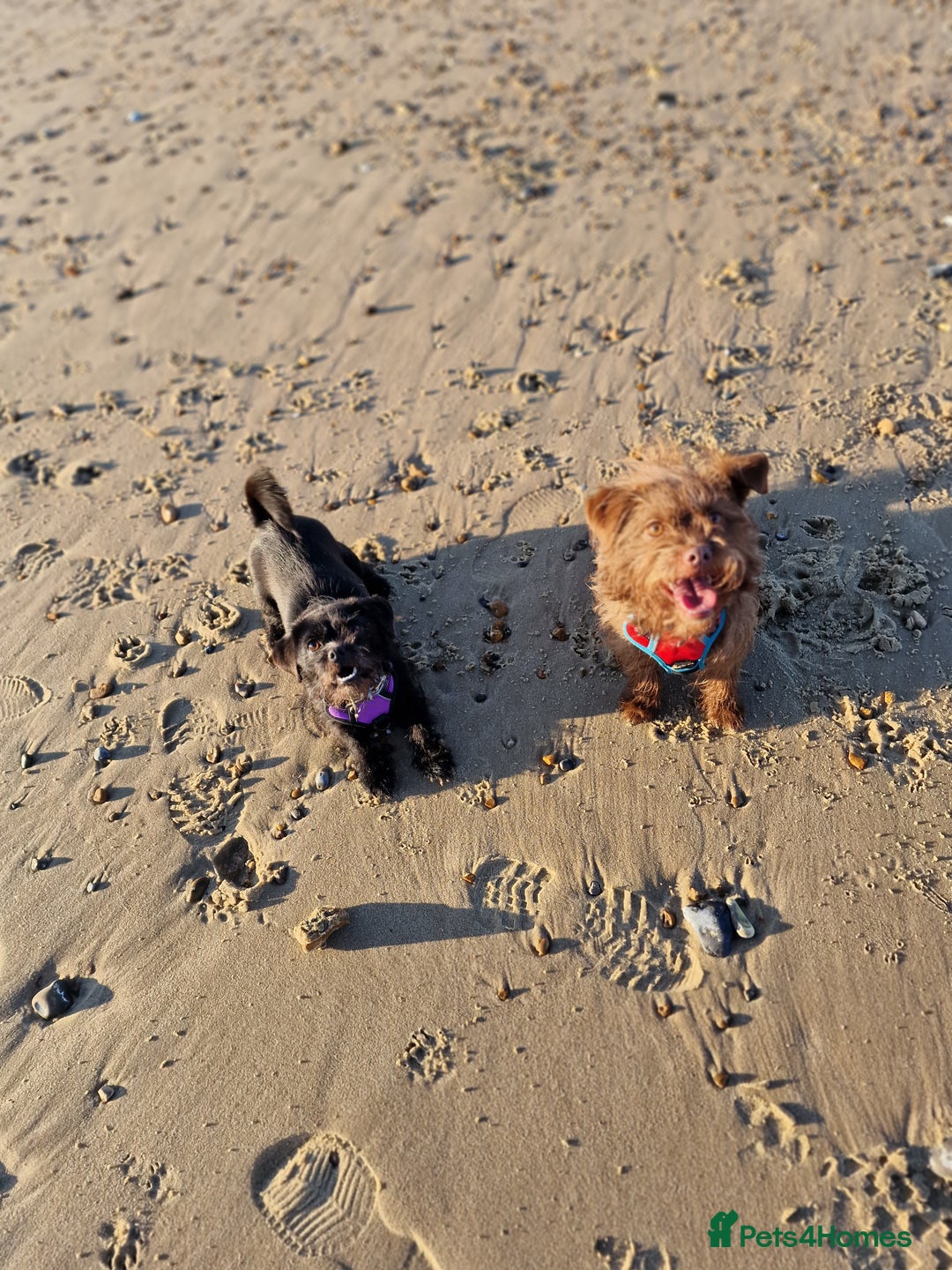 Mixed Breed dogs for sale: Brother and sister MUST stay together  - Image 7