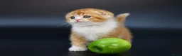 Scottish Fold cats for sale: LICENSED CATTERY PURE BREED TOP QUALITY KITTENS - Advert 20