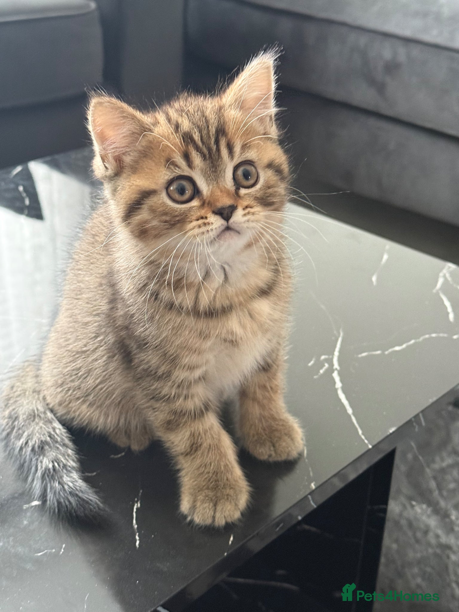 British Shorthair cats British short hair 2 females and 2 males - Advert 10