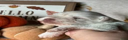 Miniature Schnauzer dogs for sale: American Chocolate Wheaten & White Mini Schnauzer - Advert 8