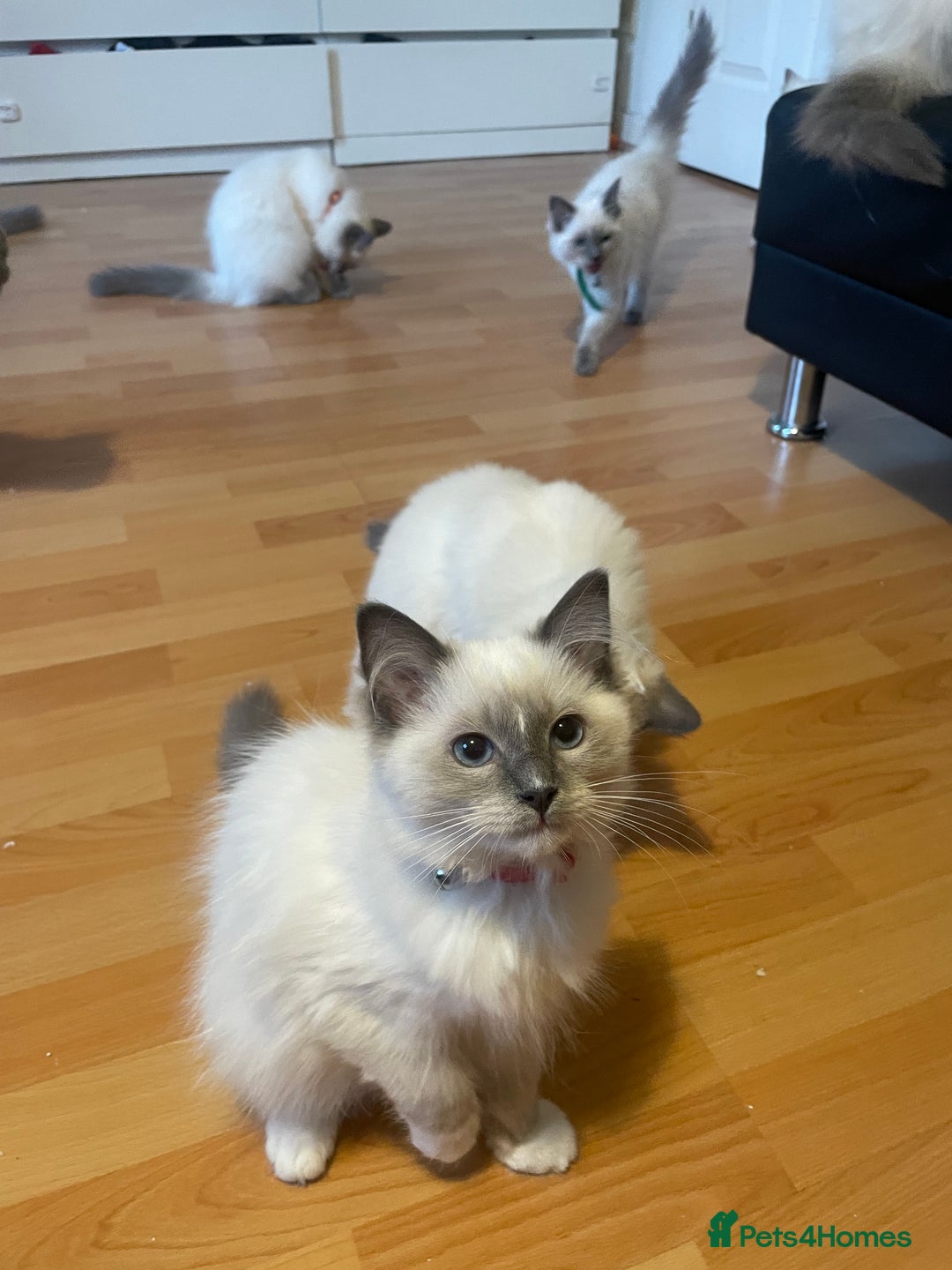 Ragdoll cats for sale:  Ragdoll kittens  - Image 22