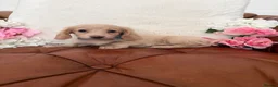 Miniature Dachshund dogs for sale: Beautiful Miniature Dachshund Dapples & Cream  - Advert 5