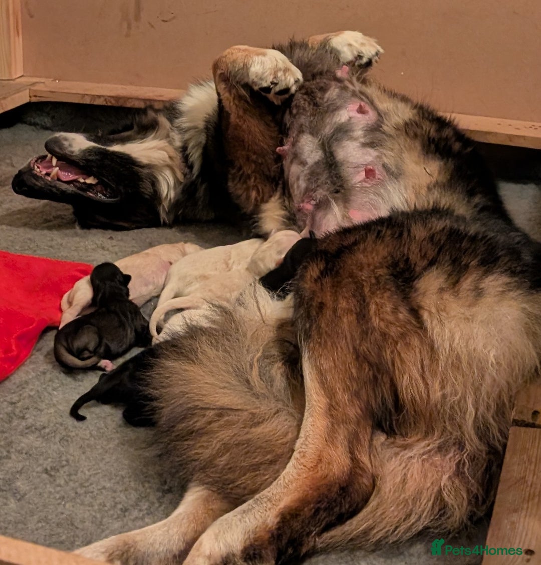 Mixed Breed dogs for sale: Golden Shepherd puppies  - Image 9