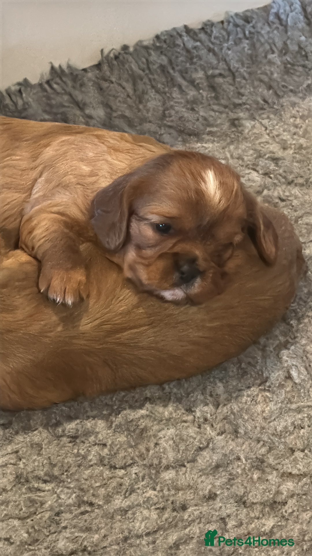 Cavalier King Charles Spaniel dogs for sale: Kc Reg, health tested Cavalier King Charles  - Advert 2