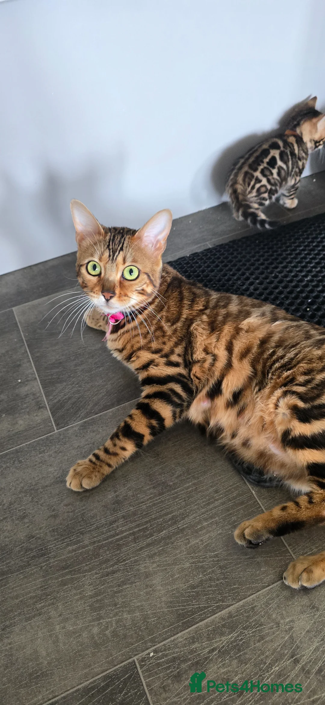 Bengal cats for sale: Pure bengal kittens  - Advert 1