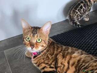 Bengal cats Pure bengal kittens - Advert 1