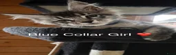Maine Coon cats for sale: GCCF Mainecoon silver and black smokes - Advert 5