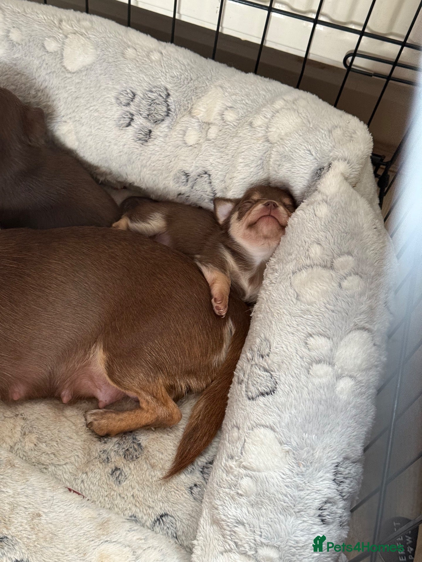 Chihuahua dogs KC registered chihuahua puppies 2 boys ❤️ - Advert 2