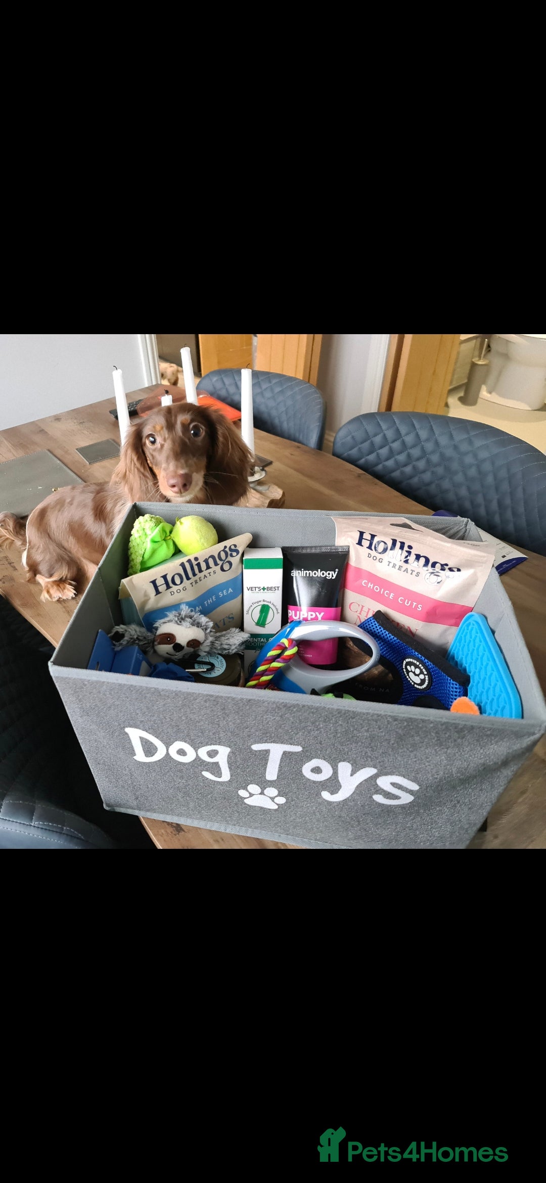 Miniature Dachshund dogs for sale: Stunning miniature longhaired Dachshund pups - Advert 7