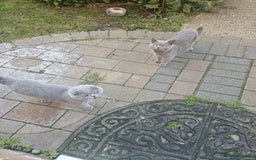 British Shorthair cats for sale: British blue short hair  - Advert 1