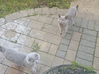 British Shorthair cats British blue short hair - Advert 2