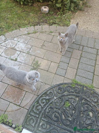 British Shorthair cats British blue short hair - Advert 2