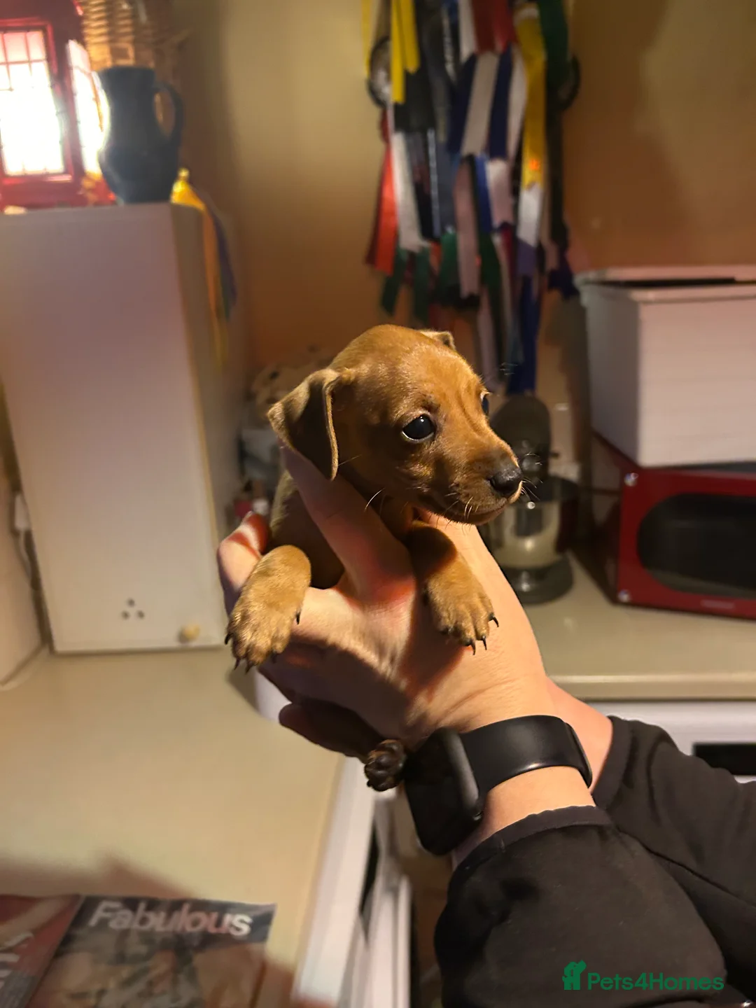 Miniature Pinscher dogs for sale: Stunning KC Miniature Pinscher puppies - Advert 23