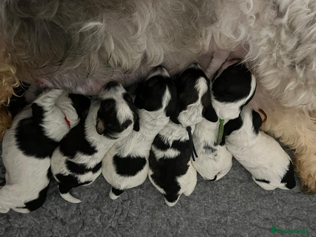 Mixed Breed dogs for sale: Miniature Parti Schnockerpoo Puppies  - Advert 4