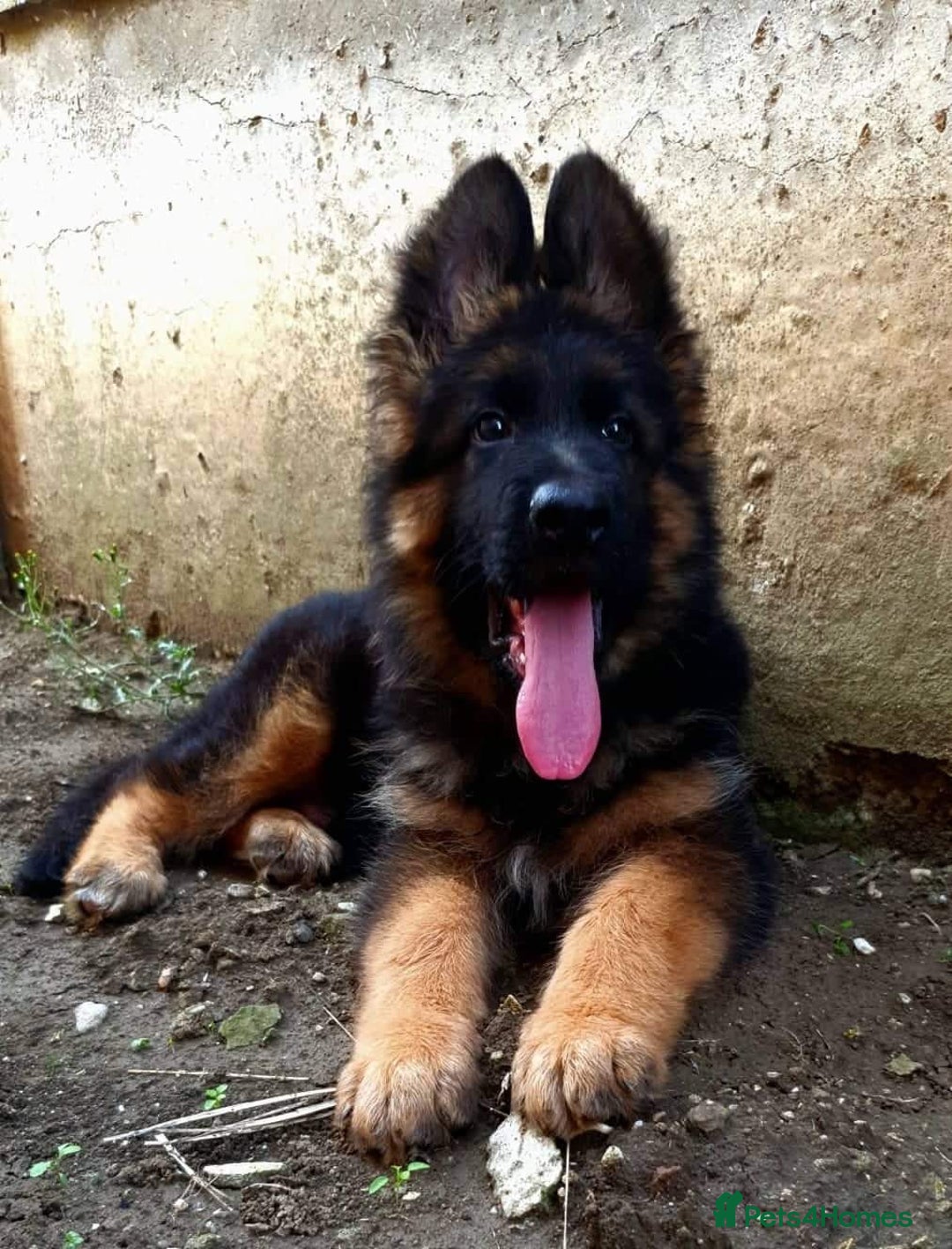 German Shepherd dogs for sale: 💥Champion🩸line KC Reg GermanShepherd puppy’s GSD - Advert 13